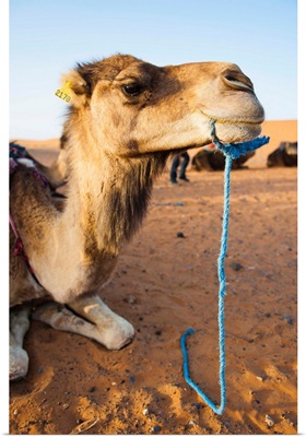Camel portrait, Erg Chebbi Desert, Morocco, Africa