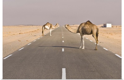Camels standing on the road between Nouadhibou and Nouakchott, Mauritania, Africa