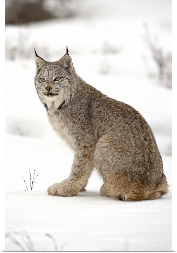 Canadian Lynx in snow in captivity, near Bozeman, Montana