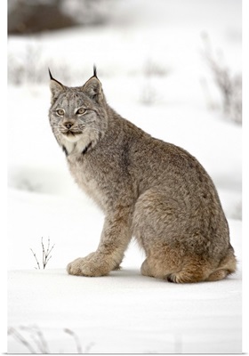 Canadian Lynx in snow in captivity, near Bozeman, Montana