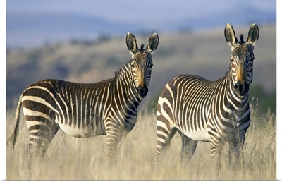 Cape Mountain zebra (Equus zebra zebra), Mountain Zebra National Park