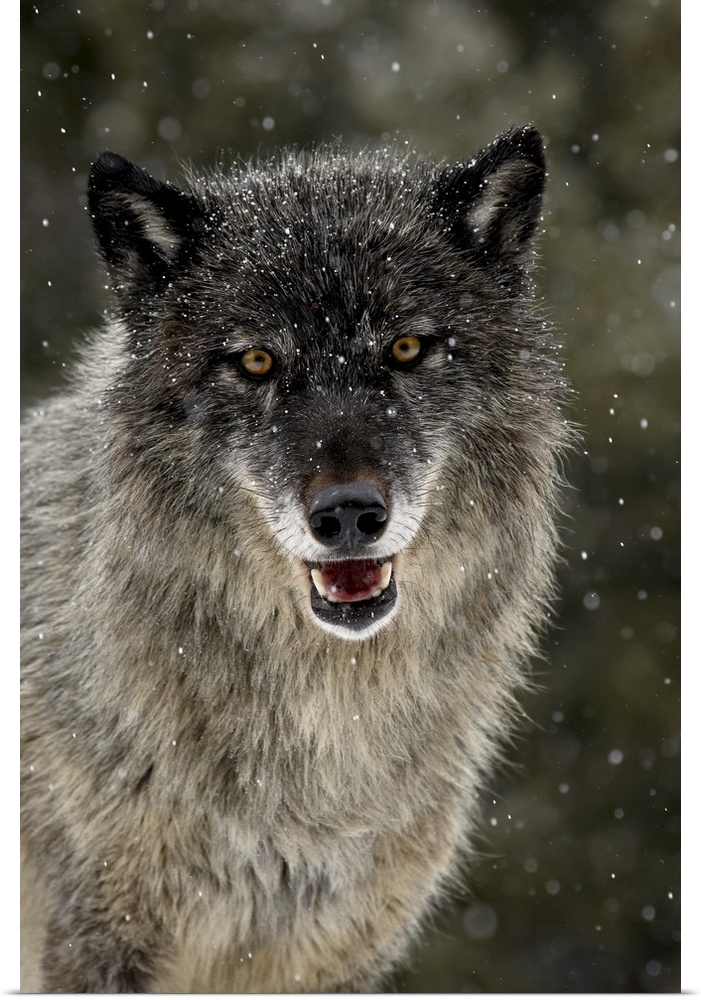 Captive gray wolf in the snow, near Bozeman, Montana