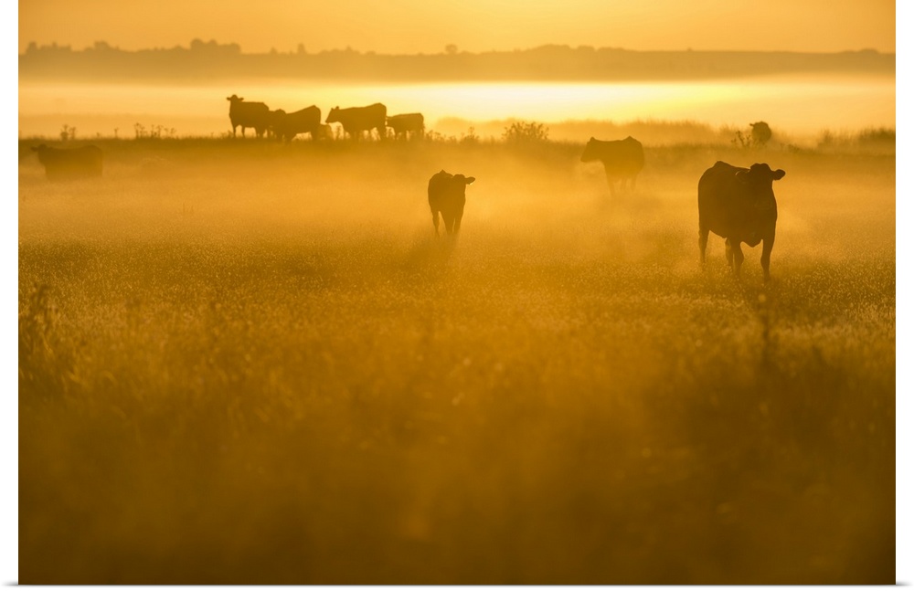 Cattle on grazing marsh at sunrise, Elmley Marshes National Nature Reserve, North Kent Marshes, Isle of Sheppey, Kent, Eng...