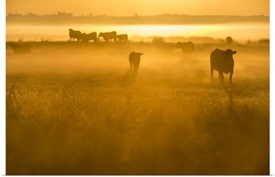 Cattle Grazing At Sunrise, Elmley Marshes National Nature Reserve, Kent, England