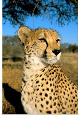 Cheetah (Acinonyx jubatus) in captivity, Namibia, Africa