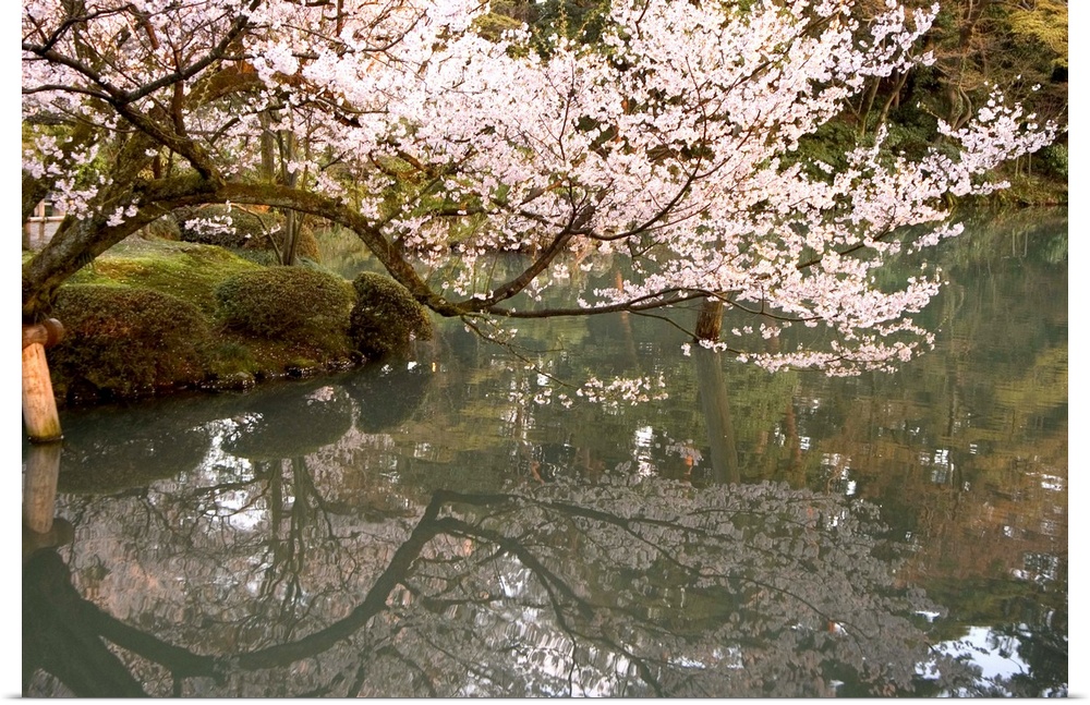Cherry blossom, Kenrokuen Garden, Kanazawa city, Honshu island, Japan