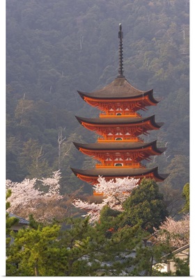 Cherry blossoms, Itsukushima shrine, Miyajima, island of Honshu, Japan