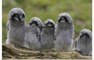 Chicks of Northern hawk owl native to Scandinavia and Eurasia, Cumbria, England