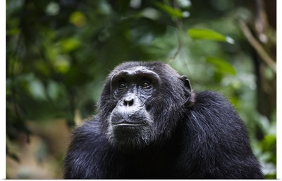 Chimpanzee, Kibale National Park, Uganda