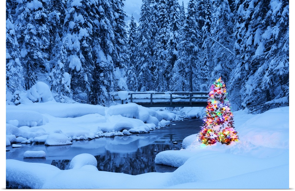 Christmas Tree beside a Stream, Emerald Lake, Yoho National Park, British Columbia, Canada, North America