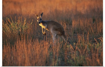 Close-up of a grey kangaroo, Flinders Range, South Australia, Australia