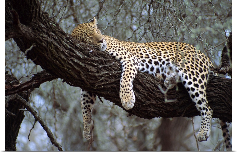 Close-up of a single leopard, asleep in a tree, Kruger National Park, South Africa