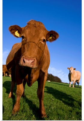 Close-up of cattle, north Exmoor, Devon, England, UK