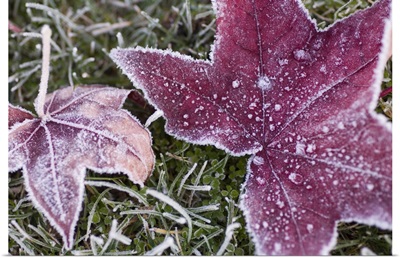 Close Up Of Frost Covered Maple Leaf And Grass