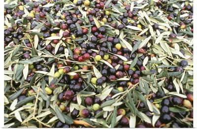Close-up of olives harvested at Frantoio Galantino, Bisceglie, Puglia, Italy, Europe