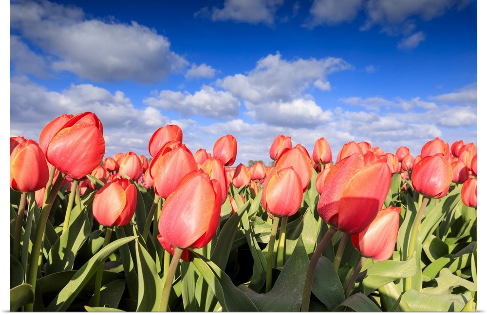 Close up of red tulips during spring bloom in the fields of Oude-Tonge, Goeree-Overflakkee, South Holland, The Netherlands...