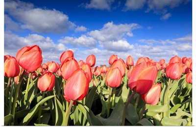 Close Up Of Red Tulips During Spring Bloom In The Fields Of Oude-Tonge, The Netherlands