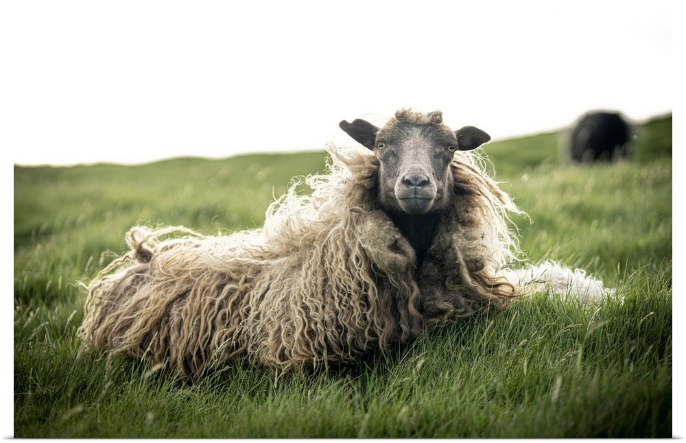 Close-up of single sheep on grass, Faroe Islands, Denmark, Europe