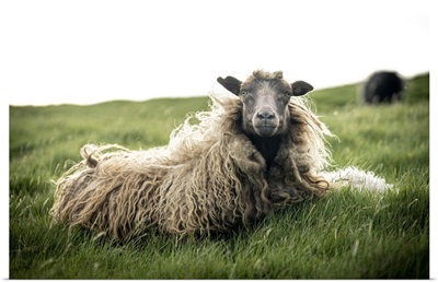 Close-Up Of Single Sheep On Grass, Faroe Islands, Denmark