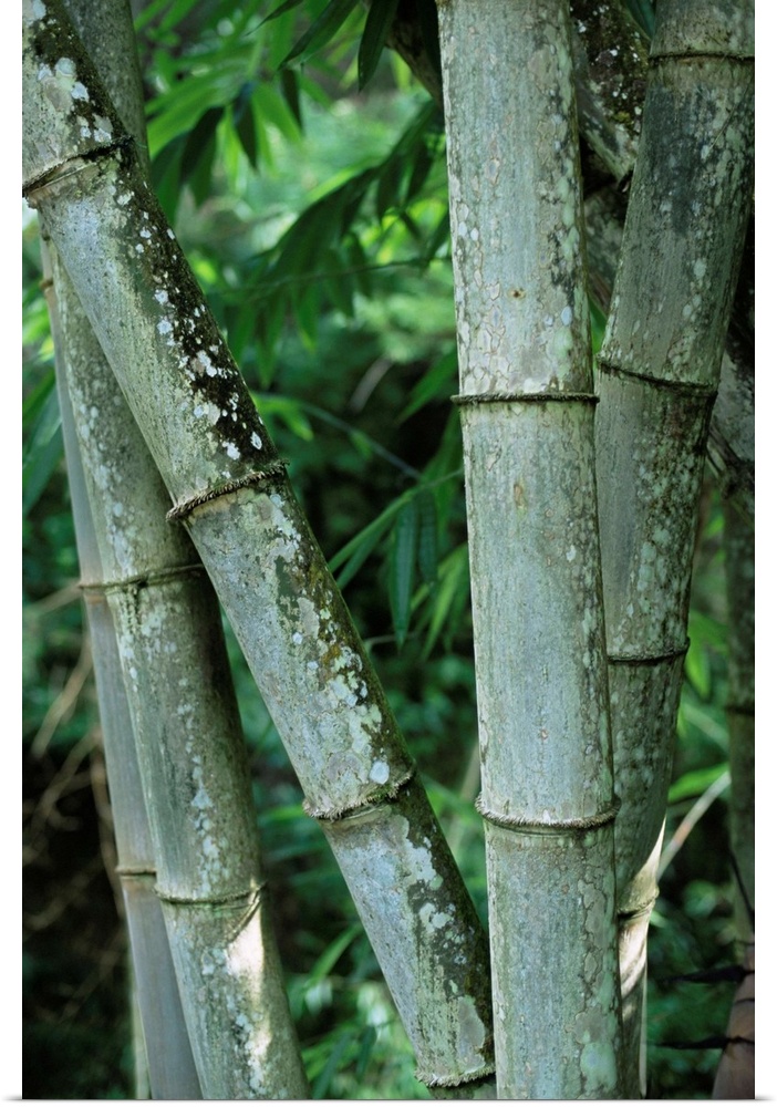 Close up of stems, Bamboo Forest, Bena Village, Flores Island, Indonesia