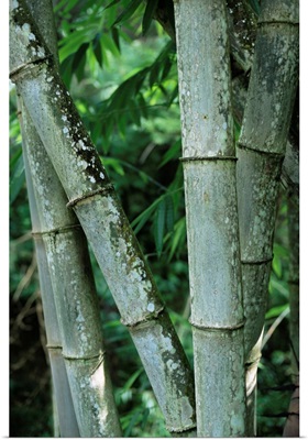 Close up of stems, Bamboo Forest, Bena Village, Flores Island, Indonesia