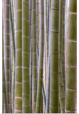 Close-Up Of Stems, Bamboo Forest, Sagano, Ukyo Ward, Arashiyama, Kyoto, Honshu, Japan