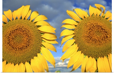 Close-up of two sunflower heads in the Spanish sun, Spain, Europe