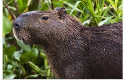 Close-up portrait of a capybara, Pantanal, Mato Grosso, Brazil