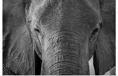 Close-up portrait of an African elephant Khwai Concession, Botswana, Africa