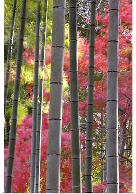 Colourful maples in autumn colours, Arashiyama, Kyoto, Kansai Region, Honshu, Japan