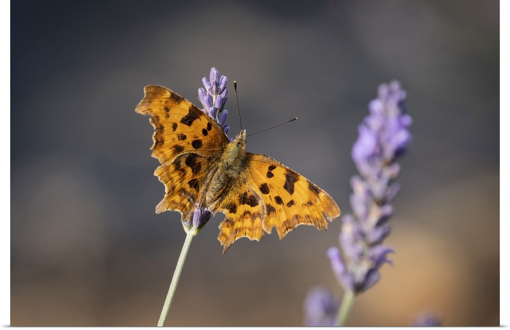 Comma Butterfly (Polygonia c-album) on Lavender (Lavandula), Cheshire, England, United Kingdom, Europe