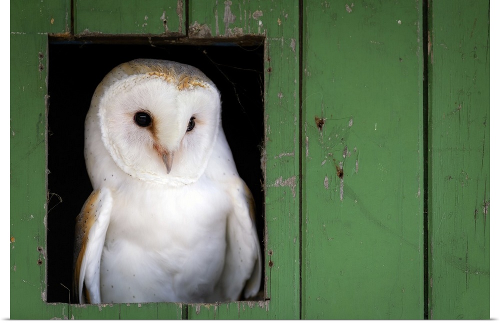 Common barn owl (Tyto alba) sitting in barn door, Yorkshire, England, United Kingdom, Europe