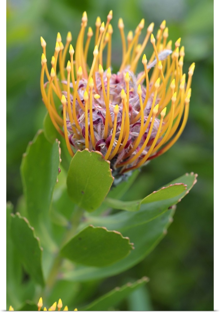 Common Pincushion Protea (Leucospermum cordifolium), Cape Town, South Africa, Africa