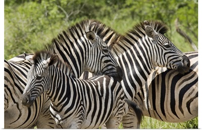 Common zebra Hluhluwe and Imfolozi  Game Reserves, Kwazulu-Natal, Africa