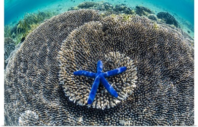 Corals And Sea Star Underwater On Sebayur Island, Komodo Island National Park, Indonesia