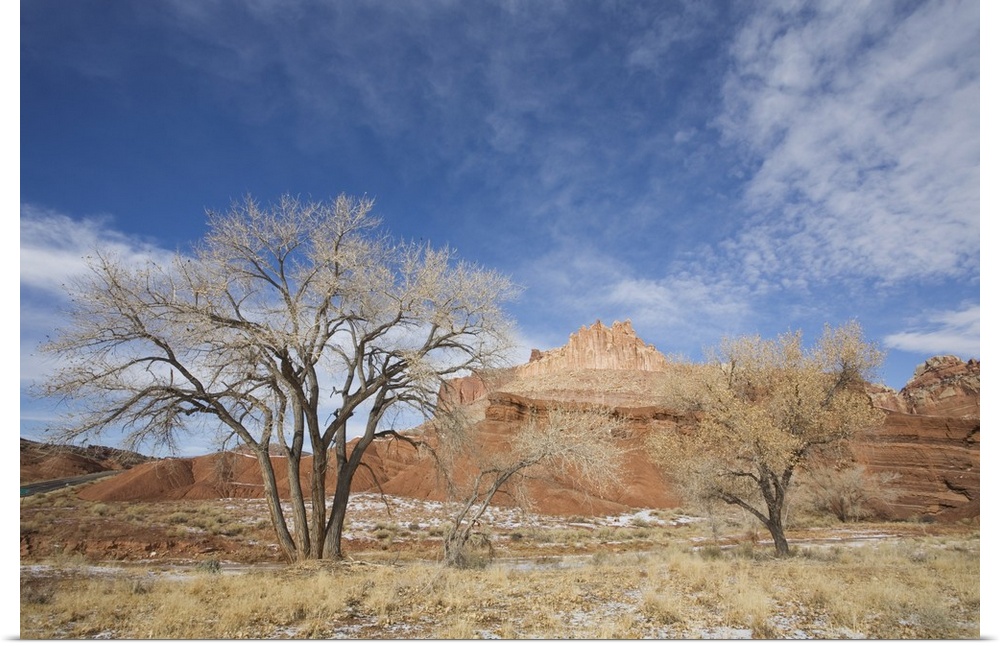 Cottonwood tree and The Castle, Capitol Reef National Park, Utah