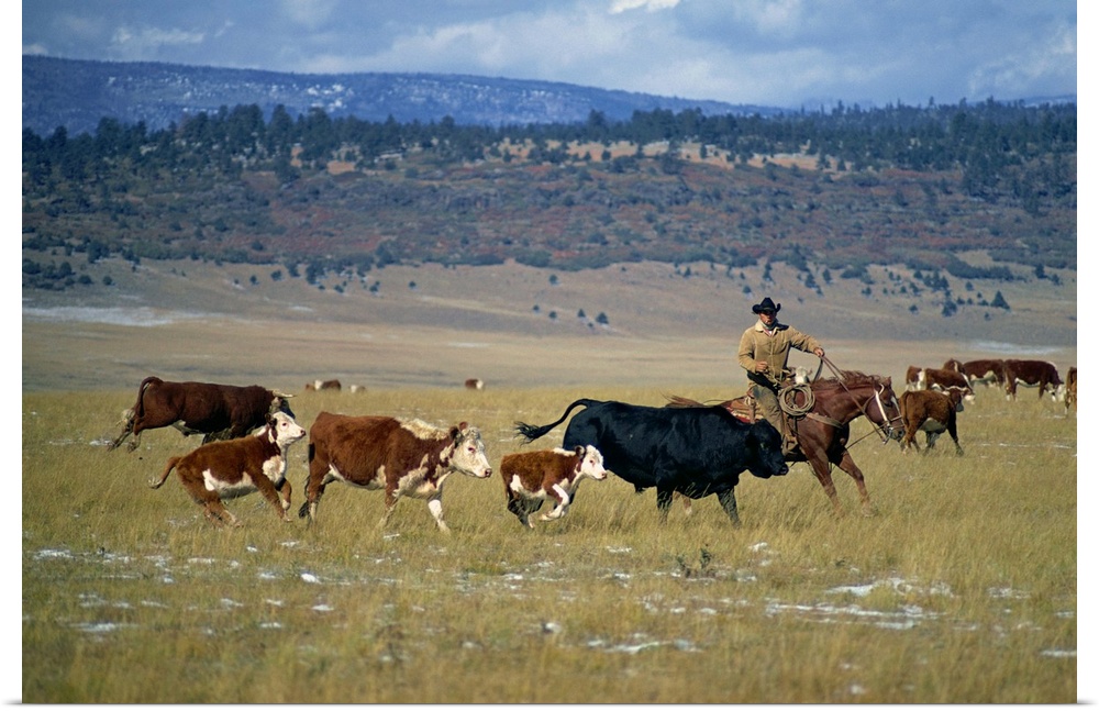 Cowboy rounding up cattle, Diamond Ranch, New Mexico, USA