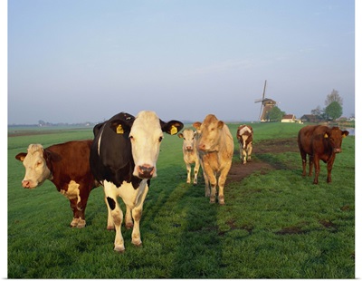 Cows on a polder in the early morning, windmill in the background, Holland