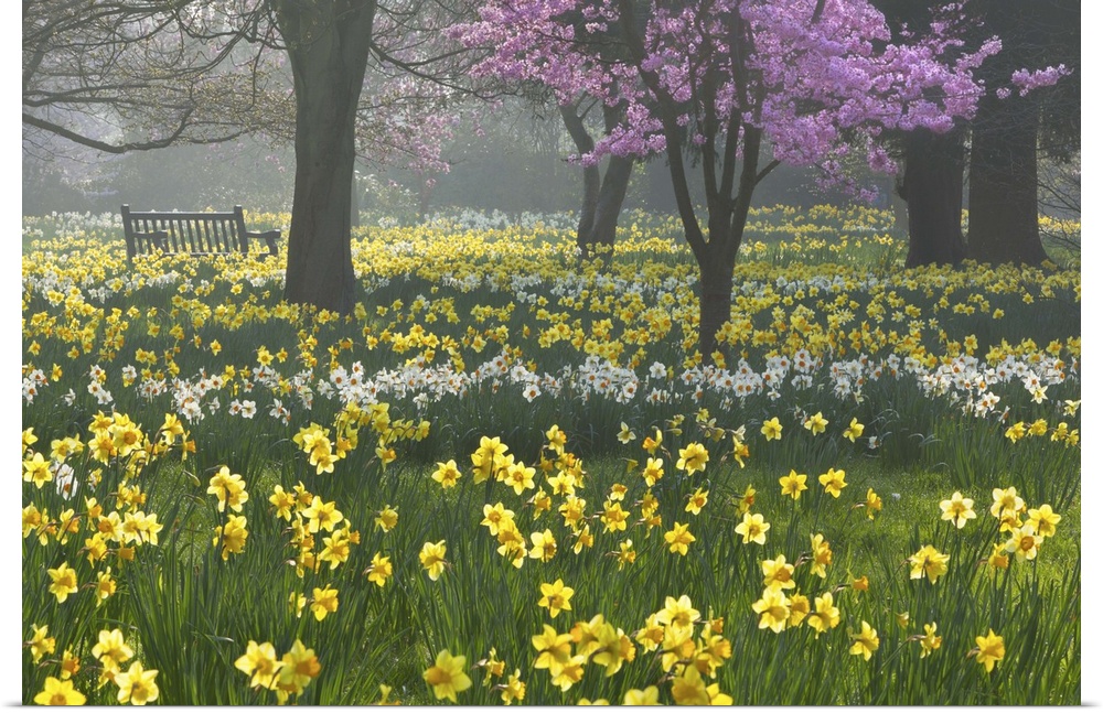 Daffodils and blossom in spring, Hampton, Greater London, England