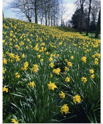 Daffodils in spring