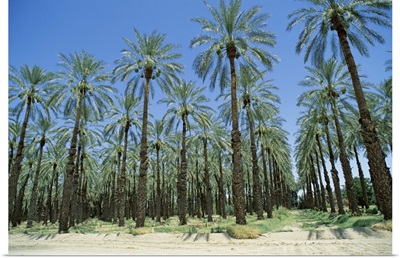 Date palm orchards near Indio, California, United States of America