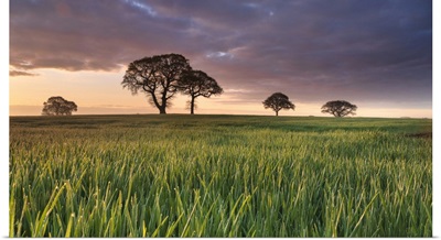 Daybreak Over Oak Trees In A Corn Field Near York, England