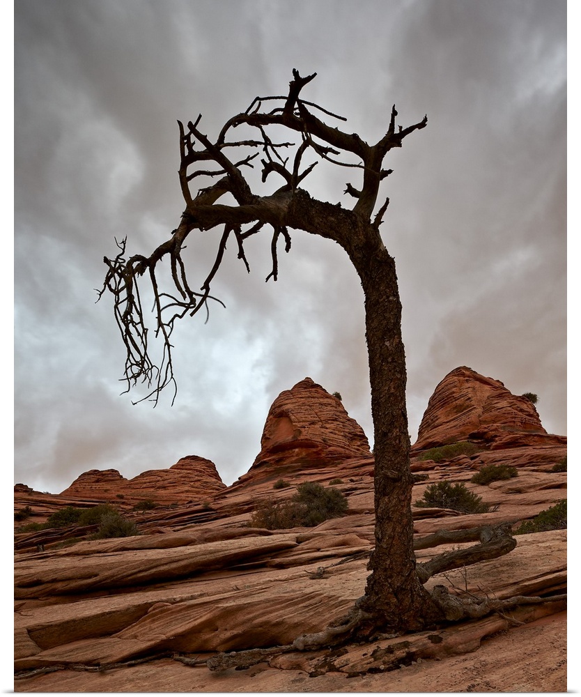Dead evergreen tree and sandstone mounds, Zion National Park, Utah, United States of America, North America