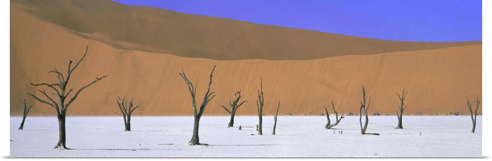 Dead trees and orange sand dunes, Dead Vlei, Namib Desert, Namibia, Africa