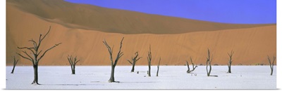 Dead trees and orange sand dunes, Dead Vlei, Namib Desert, Namibia, Africa
