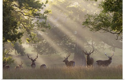 Deer in morning mist, Woburn Abbey Park, Woburn, Bedfordshire, England