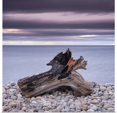 Driftwood On Spey Beach And The Moray Firth, Moray, Scotland, UK