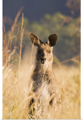 Eastern grey kangaroo, Geehi, Kosciuszko National Park, Australia
