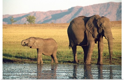 Elephant and calf, Fothergill Island, Lake Kariba, Zimbabwe, Africa
