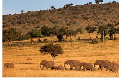 Elephant herd, Masai Mara National Reserve, Kenya, East Africa, Africa
